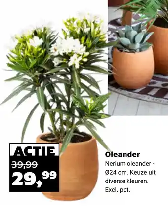 Tuincentrum Osdorp Oleander aanbieding