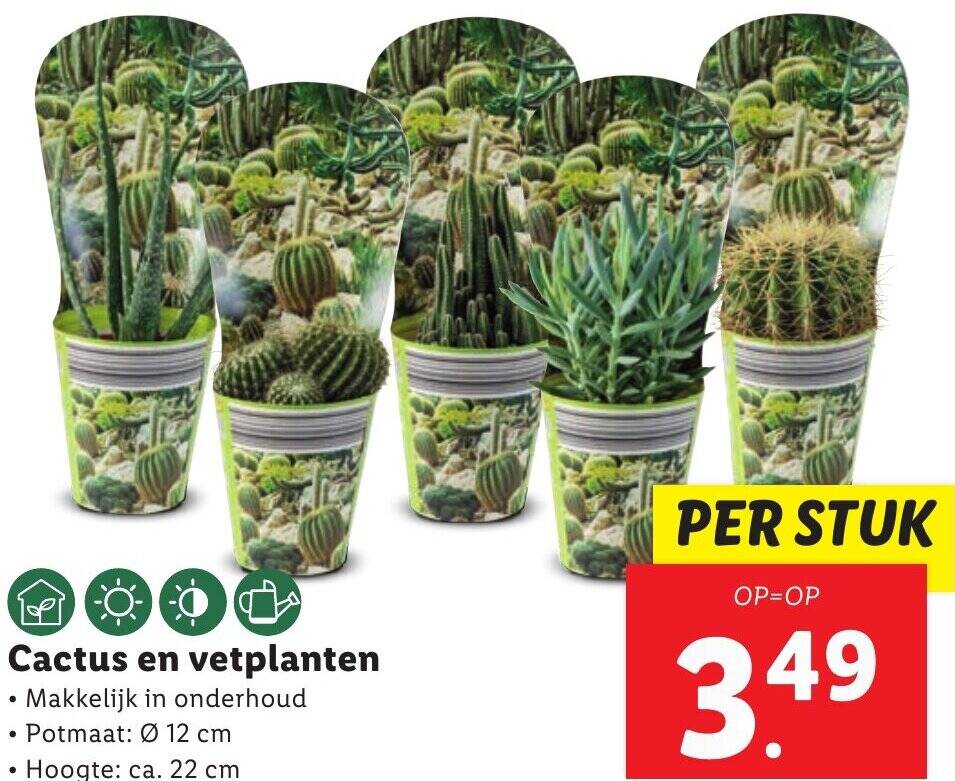 kentia palme wenig licht Howea forsteriana