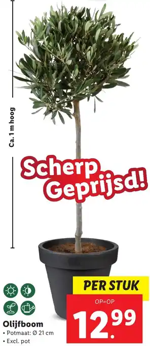 Lidl Olijfboom aanbieding