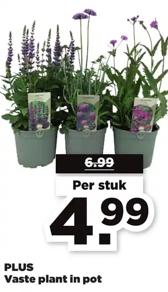 PLUS Vaste plant in pot aanbieding