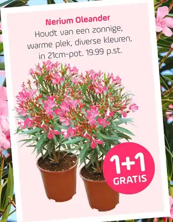 Coppelmans Nerium Oleander aanbieding