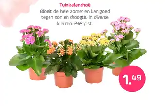 Coppelmans Tuinkalanchoë aanbieding