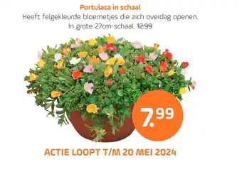 Coppelmans Portulaca in schaal aanbieding