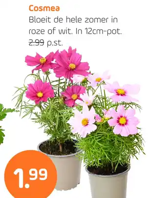 Coppelmans Cosmea aanbieding