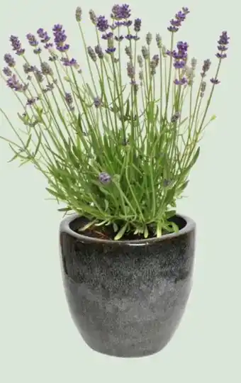 Coppelmans Lavendel aanbieding