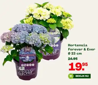 Welkoop Hortensia Forever & Ever Ø 23 cm aanbieding