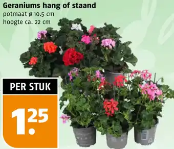 Poiesz Geraniums hang of staand aanbieding