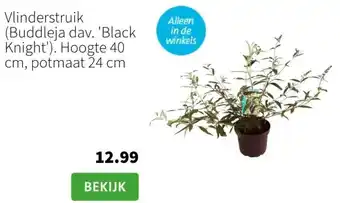 Intratuin Vlinderstruik aanbieding