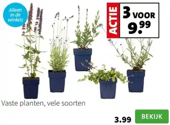 Intratuin Vaste planten aanbieding