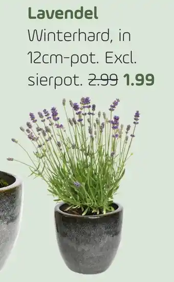 Coppelmans Lavendel aanbieding