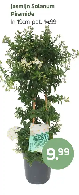 Coppelmans Jasmijn Solanum Piramide aanbieding