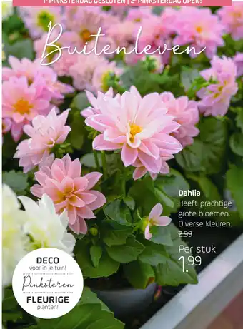 Coppelmans Dahlia aanbieding