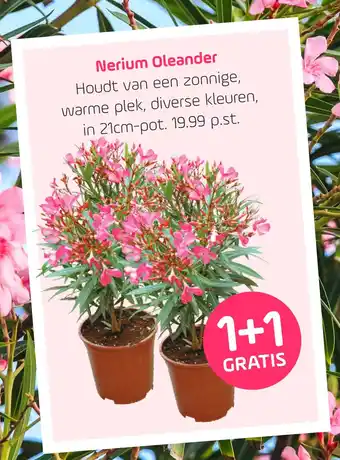 Coppelmans Nerium Oleander aanbieding