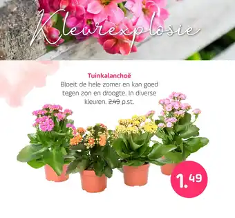 Coppelmans Tuinkalanchoë aanbieding