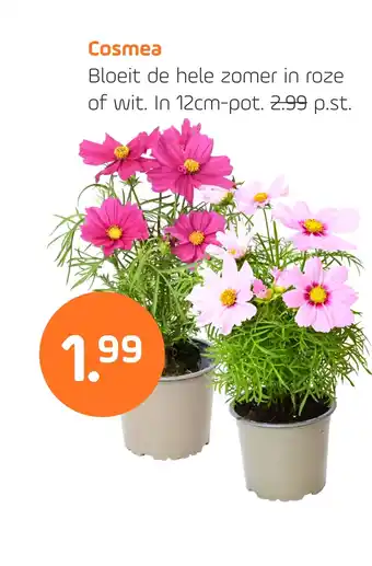 Coppelmans Cosmea aanbieding