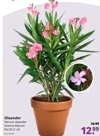 GroenRijk Oleander aanbieding