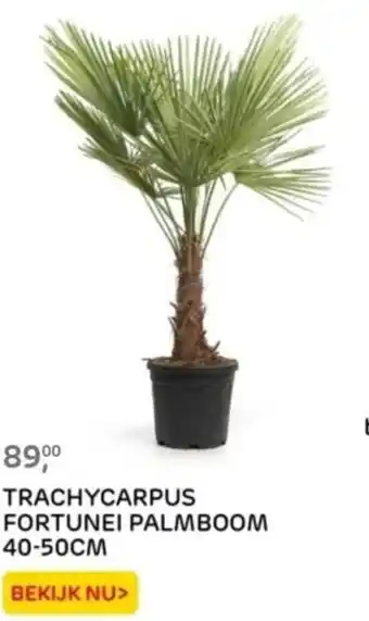 Praxis TRACHYCARPUS FORTUNEI PALMBOOM 40-50cm aanbieding