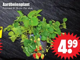 Dirk Aardbeienplant aanbieding