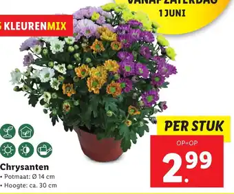 Lidl Chrysanten per stuk aanbieding