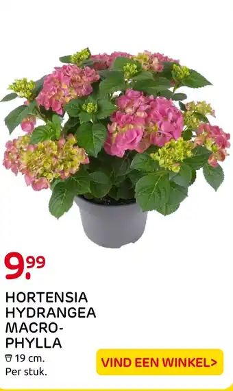 Praxis HORTENSIA HYDRANGEA MACRO PHYLLA aanbieding