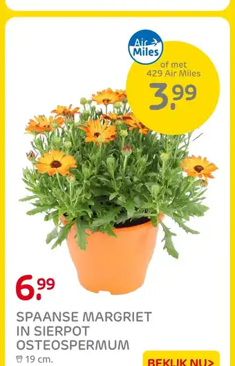 Praxis SPAANSE MARGRIET IN SIERPOT OSTEOSPERMUM aanbieding
