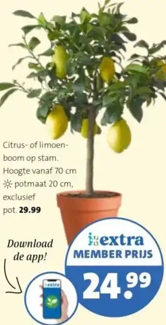 Intratuin Citrus of limoenboom op stam. aanbieding