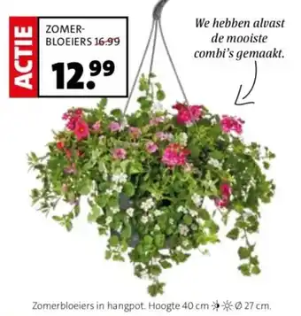 Intratuin Zomerbloeiers in hangpot. aanbieding