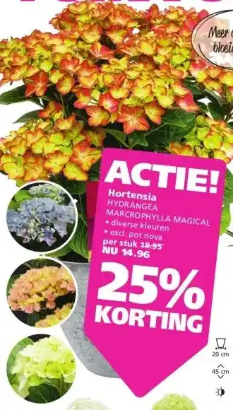 Ranzijn Hortensia HYDRANGEA MARCROPHYLLA MAGICAL aanbieding