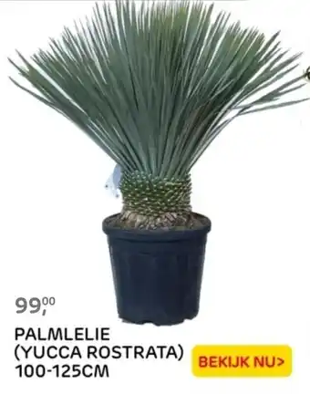 Praxis PALMLELIE (YUCCA ROSTRATA) aanbieding