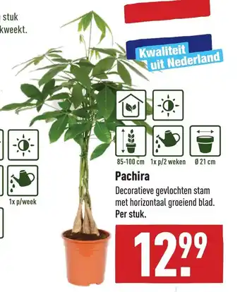 ALDI Pachira aanbieding