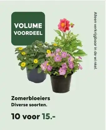 Boerenbond Zomerbloeiers Diverse soorten. aanbieding