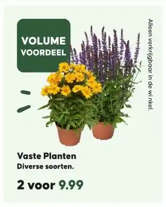 Boerenbond Vaste Planten aanbieding