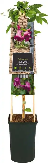 Intratuin Bosrank (Clematis vitalba 'Queen Mother') D 17 H 75 cm aanbieding