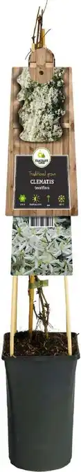 Intratuin Bosrank (Clematis ternifolia) D 17 H 75 cm aanbieding