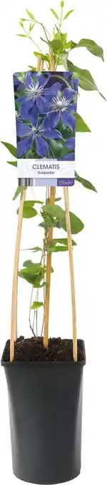 Intratuin Bosrank (Clematis 'Arabella') D 17 H 75 cm aanbieding