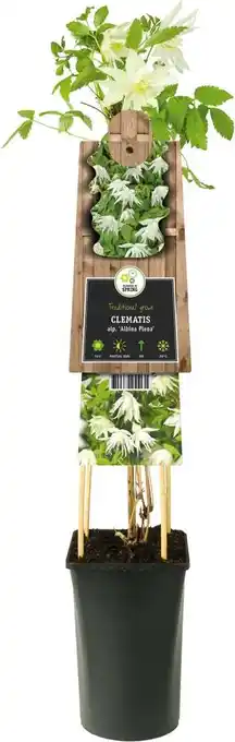 Intratuin Bosrank (Clematis alpina 'Albina Plena') D 17 H 75 cm aanbieding