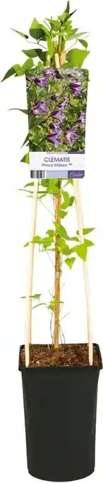 Intratuin Bosrank (Clematis 'Prince William') D 17 H 75 cm aanbieding