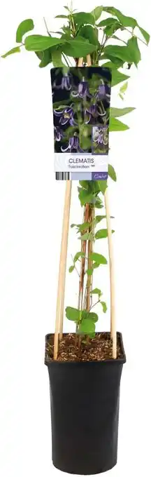 Intratuin Bosrank (Clematis 'Fascination') D 17 H 75 cm aanbieding