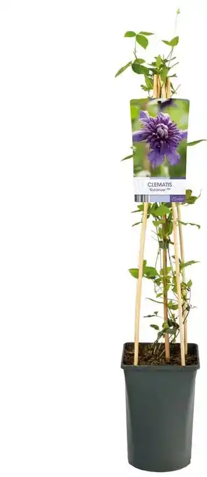 Intratuin Bosrank (Clematis 'Kokonoe') D 17 H 75 cm aanbieding