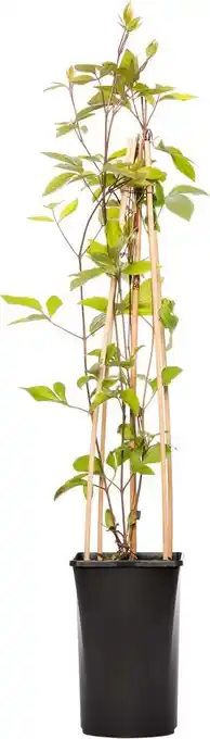Intratuin Bosrank (Clematis vitalba 'Vitiwester') D 17 H 75 cm aanbieding