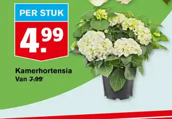 Hoogvliet Kamerhortensia aanbieding
