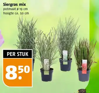 Poiesz Siergras mix aanbieding