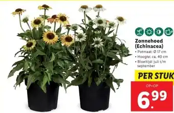 Lidl Zonnehoed (Echinacea) aanbieding