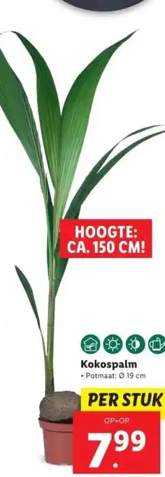 Lidl Kokospalm aanbieding