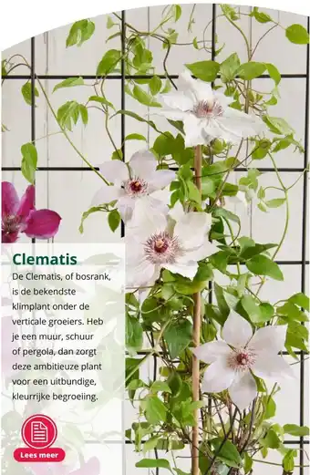 GroenRijk Clematis aanbieding