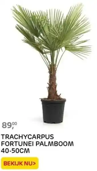 Praxis TRACHYCARPUS FORTUNEI PALMBOOM 40-50cm aanbieding