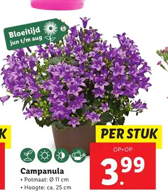 Lidl Campanula aanbieding