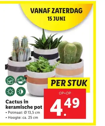 tender cactus nopalitos Carey Tender Cactus 935g  Mexican Mama