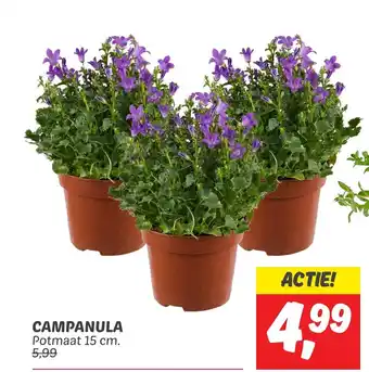 Dekamarkt CAMPANULA aanbieding