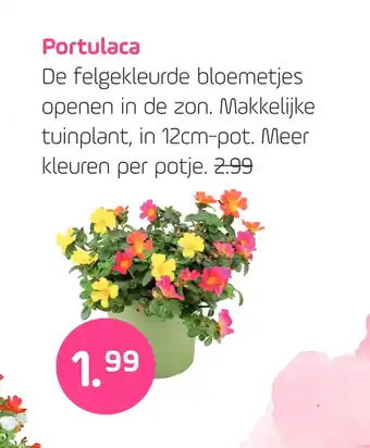 Coppelmans Portulaca aanbieding